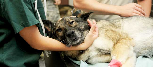 hund in behandlung